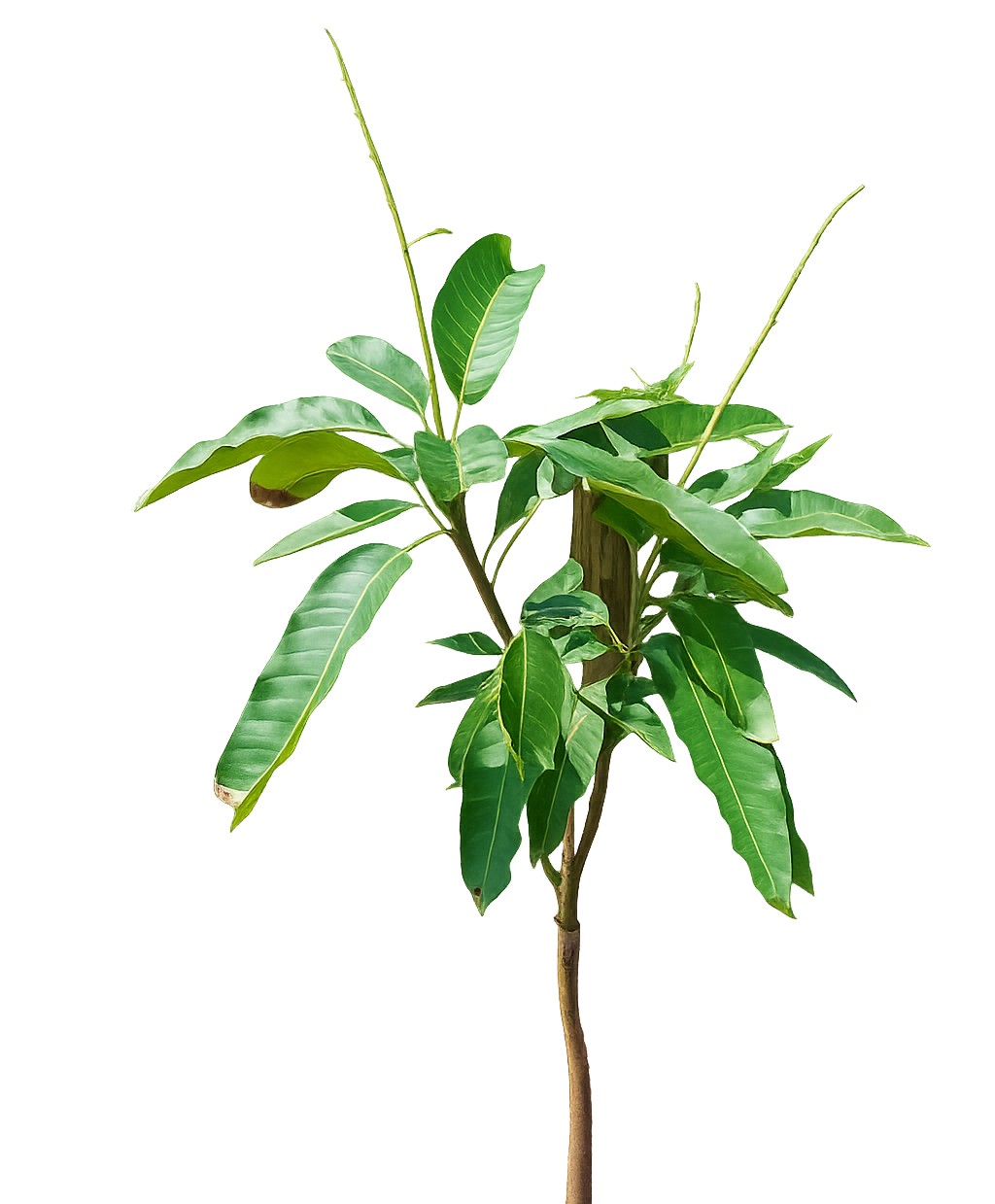 Mango — April 2026