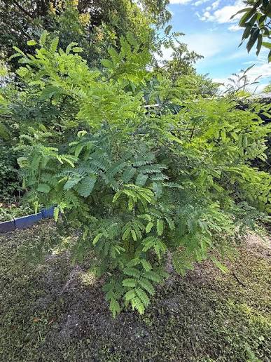 Tamarind — May 2026